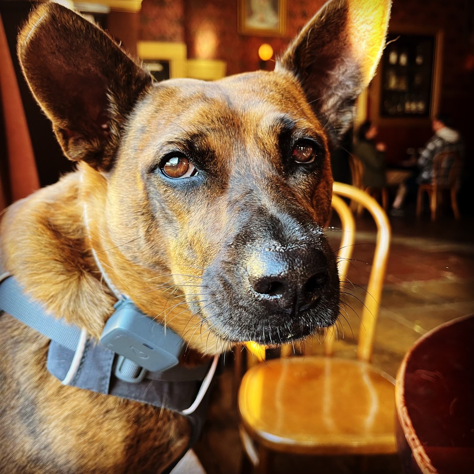 Our Dogs . Guardian Angels International Rescue